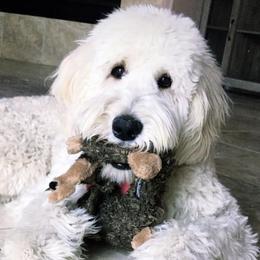 Goldendoodles and Labradoodles from Diaz Doodles