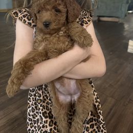 Goldendoodle Puppies from Providence Ranches
