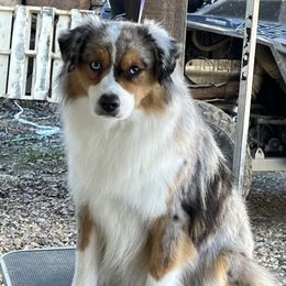 Party - Miniature American Shepherd