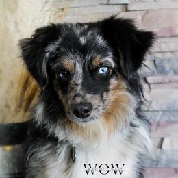 Murphy  - Toy Australian Shepherd