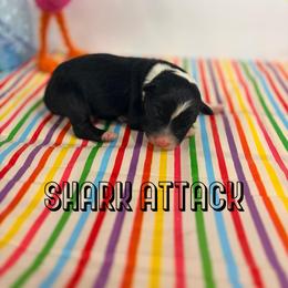 Shark Attack - Black tri-color male Australian Shepherd puppy in Jena, Louisiana from Diamond 5 Aussies