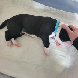 Blue collar girl - Mantle female Great Dane puppy in Gansevoort, New York from Fancy Danes
