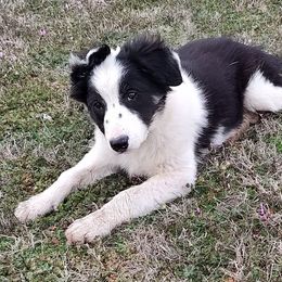 Border Collie Puppies from Bond Border Collies
