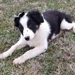 Border Collie Puppies from Bond Border Collies