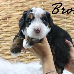 Bronx - Tri-color male Bernedoodle puppy in Casa Grande, Arizona from AzDoodle Dandies