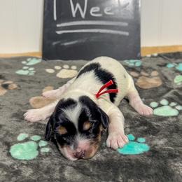 Stanley - Tri-color male Australian Labradoodle puppy in Avon, Indiana from Forever Friends Labradoodles