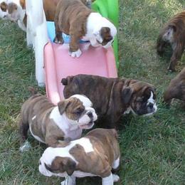 Bulldog Puppies from Itsabulldogthing