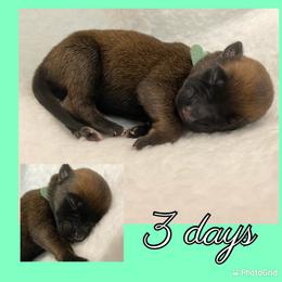 Belgian Malinois Puppies from Audacious Malinois