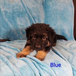 Blue Collar - Black and red male German Shepherd puppy in Louisville, Ohio from Crooked River German Shepherds