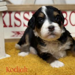 Kodiak - Tri-color male Bernedoodle puppy in Henry, Illinois from Rowe Farms Doodles