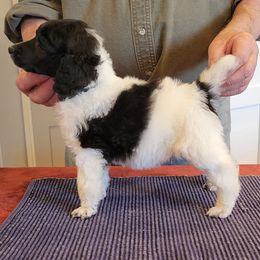 Poodle Puppies from Chapel Hill Poodles