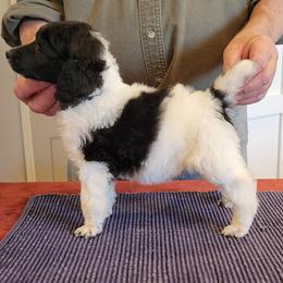 Poodle Puppies from Chapel Hill Poodles