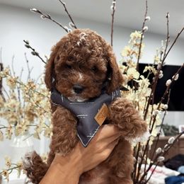 Cavapoo Puppies from Gingers Cavapoo’s