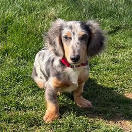 Dachshund puppies from Turner's Bluegrass Wiener's