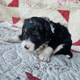Bernedoodle Puppies from Joyful Pastures Homestead