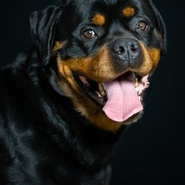 Atlas - Rottweiler