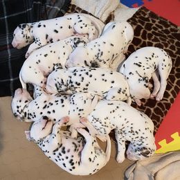 Dalmatian Puppies from Whispered Spots Dalmatians