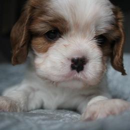 Sambuka - Blenheim male Cavalier King Charles Spaniel puppy in Wesley Chapel, Florida from Ohana Cavaliers