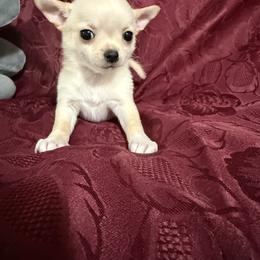 Jazzy - Cream and white female Chihuahua puppy in Pounding  Mill, Virginia from Rosa's Chihuahuas