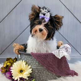 Mimszy - Biewer Terrier