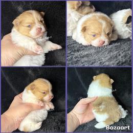 AKC Rumi - Cream sable parti female Pomeranian puppy in Saint Ignatius, Montana from Pomeranians Montana