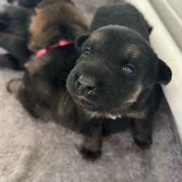 Betty - Black and tan female German Shepherd puppy in Winters, California from Vom Haefner German Shepherds