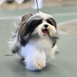 Dottie - Havanese