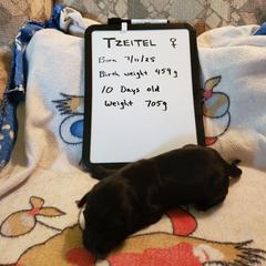 Girl 2 - Black female Flat-Coated Retriever puppy in Stillwater, Minnesota from Whirlwind Flat-Coated Retrievers