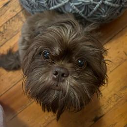Ripley - Shih Tzu