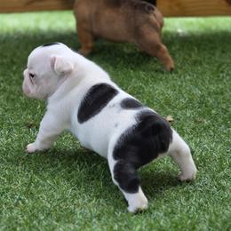 Pied girl - Brindle and white female French Bulldog puppy in Polk City, Florida from Best Friend Frenchies, LLC