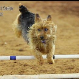 Australian Terriers from Johmanda
