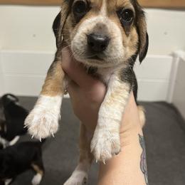 Brown Collar - Black tan and bluetick male Beagle puppy in Jasper, Texas from Beech Grove Beagles