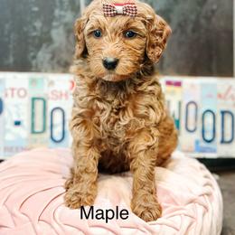 Maple - Red  female Goldendoodle puppy in Pasco, Washington from Camp Doodle Woods