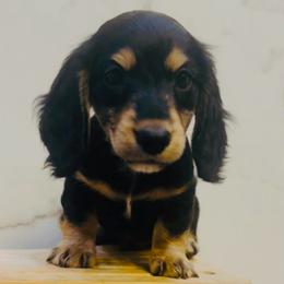 Padrig - Black and cream male Dachshund puppy in Altus, Oklahoma from Johnson Prairie Pups