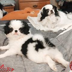 Japanese Chin Puppies from Mystike Japanese Chin