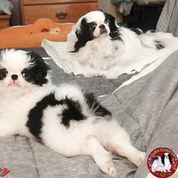 Japanese Chin Puppies from Mystike Japanese Chin