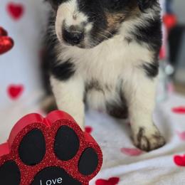 Aelia - Black tri-color female Australian Shepherd puppy in Smithfield, Utah from Invictus Farms