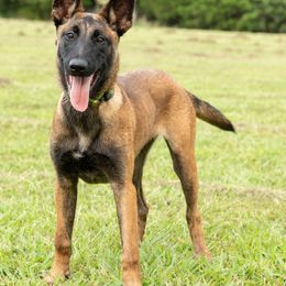 SENUA - Mahogany female Belgian Malinois puppy in Paragould, Arkansas from DANGER CLOSE MALINOIS