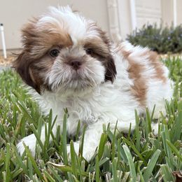 Pumpkin - Red and white male Shih Tzu puppy in Saint Johns, Florida from BEH Puppies LLC