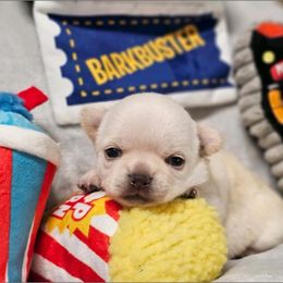 Chihuahua Puppies from Summit Chihuahuas