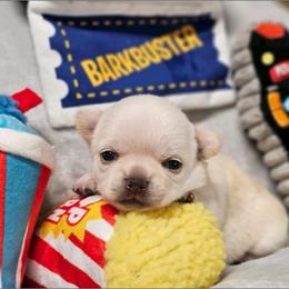 Chihuahua Puppies from Summit Chihuahuas
