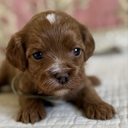 Halo- Sage collar - Red female Cavapoo puppy in Beckley, West Virginia from By Design Doodles