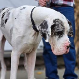 Kieran - Merle male Great Dane puppy in Pennsylvania from Bluestone Valley Great Danes