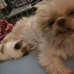 Tinye - Shih Tzu