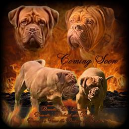 Dogue de Bordeaux puppies from Doucette’s De Bordeaux
