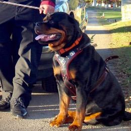 Rottweilers from Krista Basnight's Rottweilers