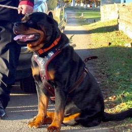 Rottweilers from Krista Basnight's Rottweilers