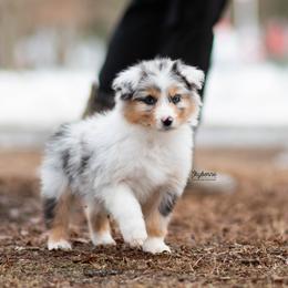 Flora - Blue merle female Australian Shepherd puppy in Woodford, Virginia from Skyborne Australian Shepherds