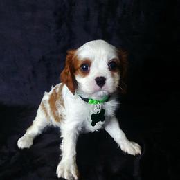 Jamison - Blenheim male Cavalier King Charles Spaniel puppy in Pennsylvania from Julie's Cavalier King Charles Spaniels