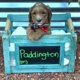 Paddington - Apricot male Australian Labradoodle puppy in Citrus Heights, California from Elite Blend Labradoodles